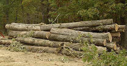 Go to Logging & Sawmill