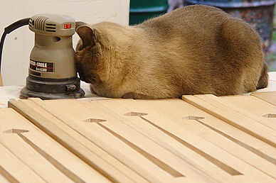 Earl Grey  "working "orbital sander.